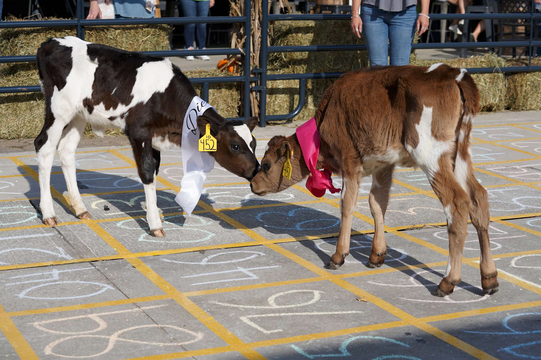 Cow Pie Bingo