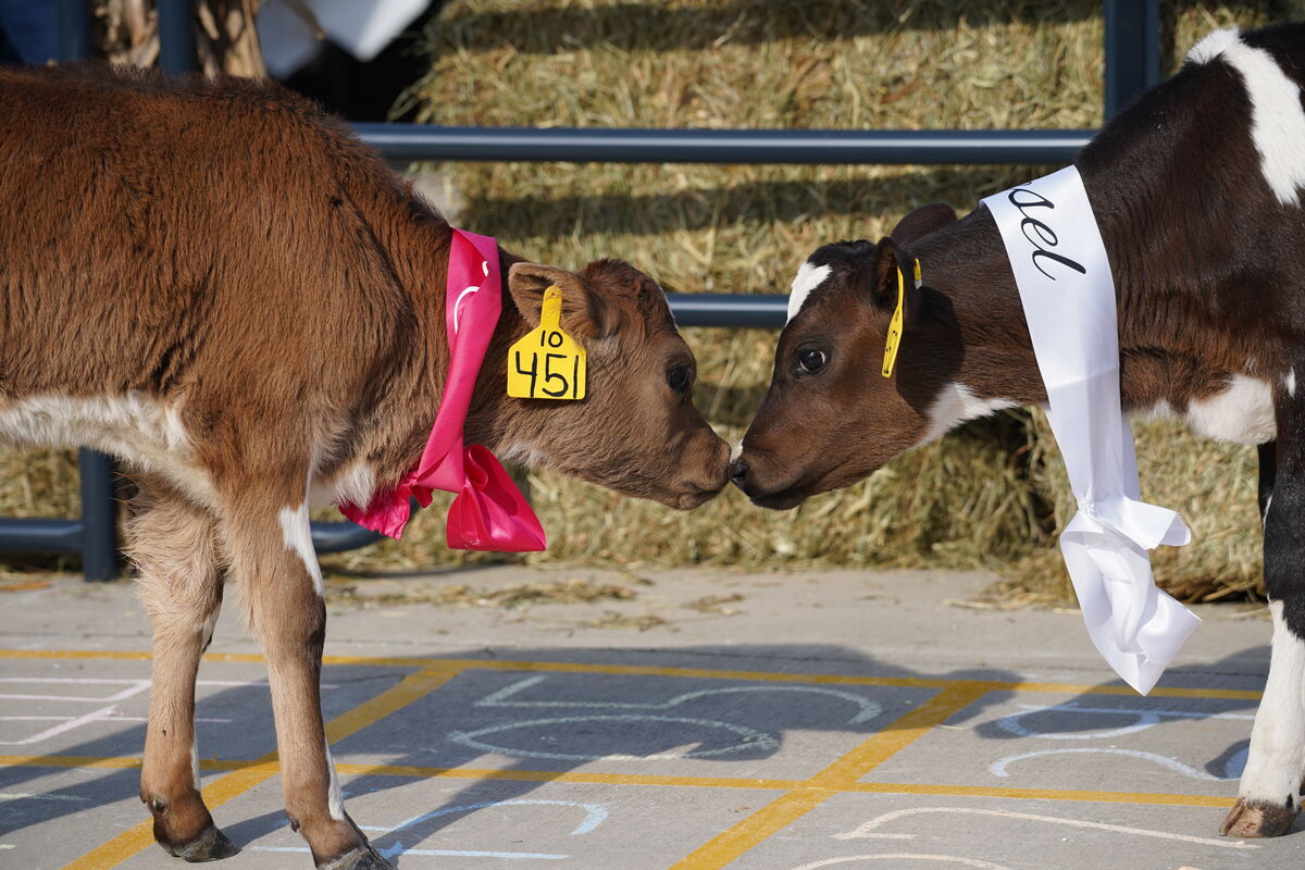 Cow Pie Bingo