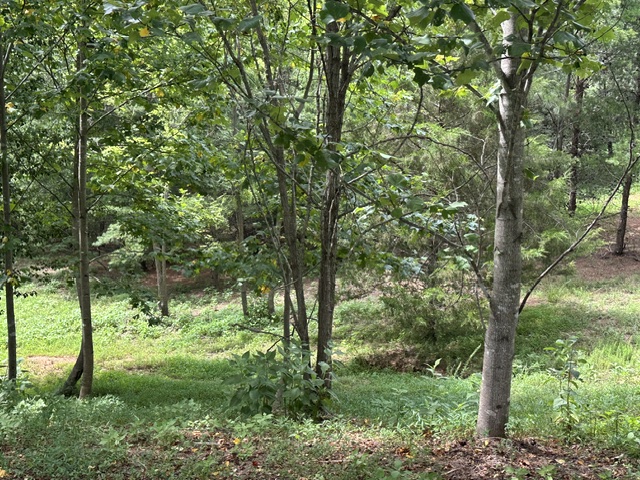 Frisbee Golf Course